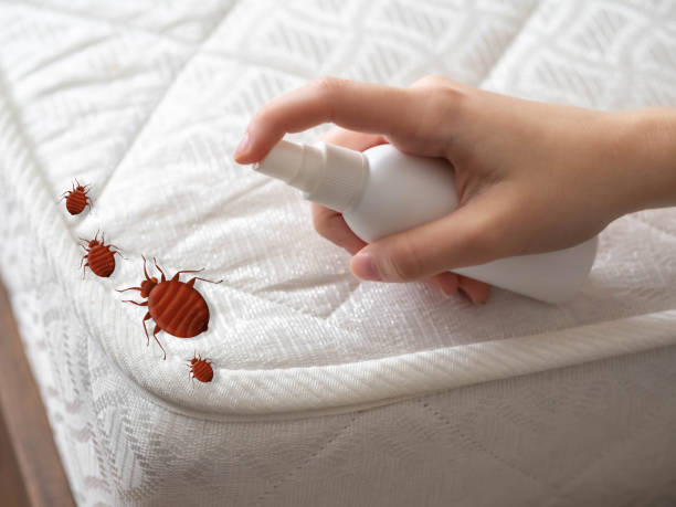 Professional Pest Control in Rossville, MD